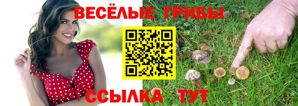 Галлюциногенные грибы Psilocybe Сочи
